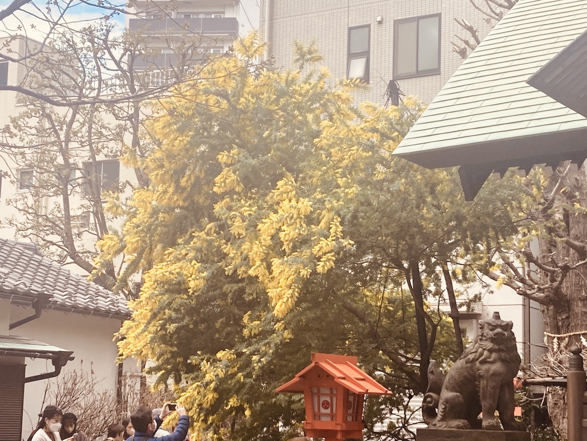 Matsuchiyama shoten-shrine